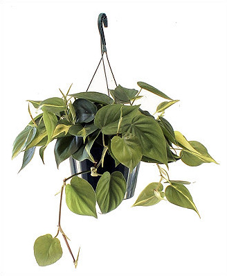 10" Philodendron Brasil Hanging Basket - Click Image to Close