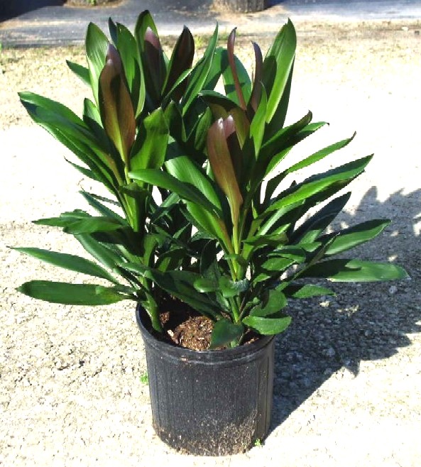 10" Cordyline Glauca - Click Image to Close