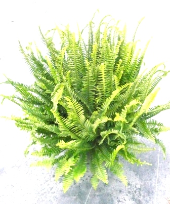 10" Kimberly Queen Fern