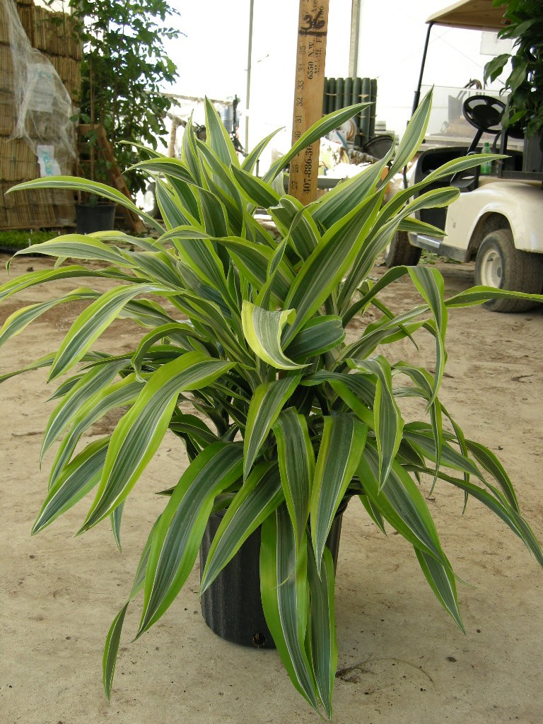 10" Dracaena Lemon Lime 10" Dracaena Lemon Lime