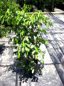 10" Ficus Spire