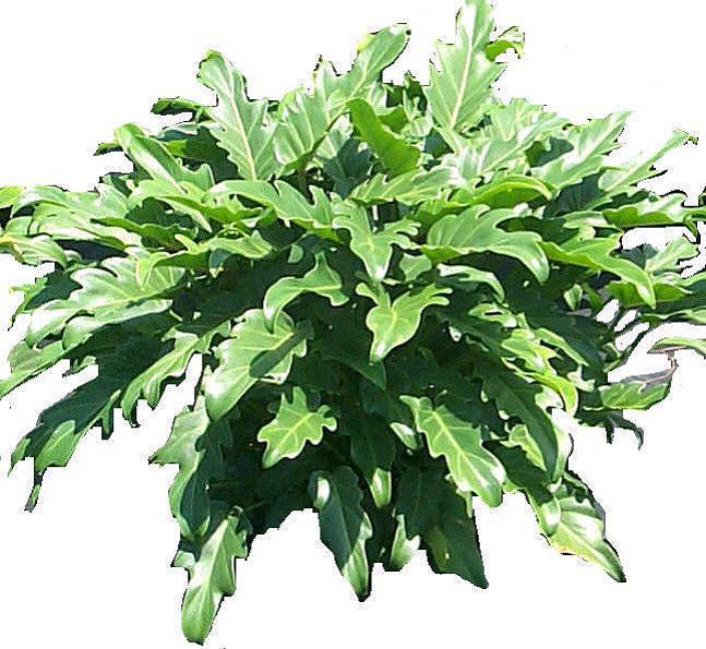 10" Philodendron Xanadu - Click Image to Close