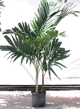 10" Adonidia Palm