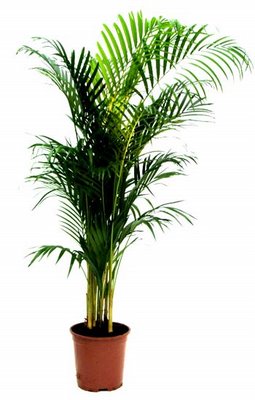 10" Areca Palm