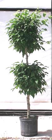 10" Ficus Benjamina Topiary - Click Image to Close