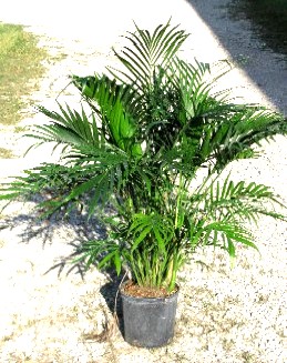 10" Cataractarum Palm