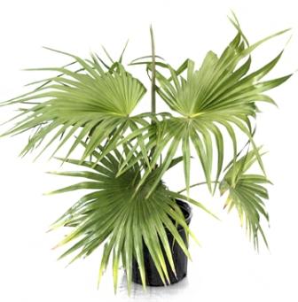 10" Chinese Fan Palm - Click Image to Close