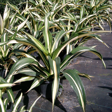 false agave