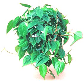 10" Philodendron Cordatum Hanging Basket - Click Image to Close