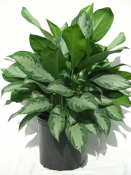 14" Aglaonema Silver Bay - Click Image to Close