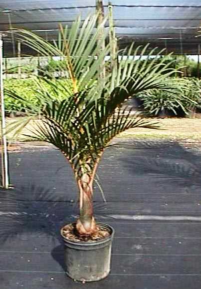 14" Spindle Palm - Click Image to Close
