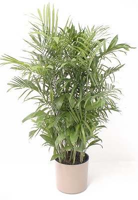 10" Bamboo Palm - Click Image to Close