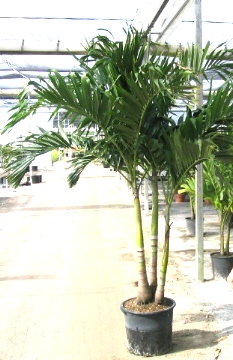 14" Adonidia Palm