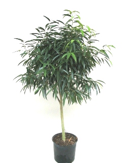 14" Ficus Alii Standard