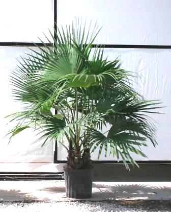 14" Chinese Fan Palm - Click Image to Close