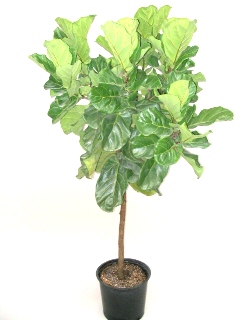 14" Ficus Lyratta Standard - Click Image to Close