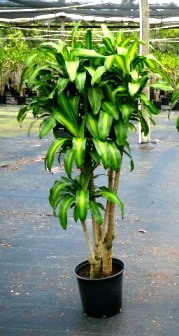 14" Draceana Branched Massangeana - Click Image to Close