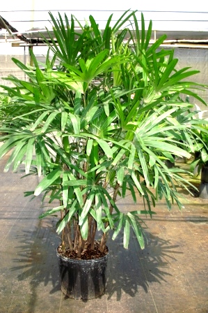 14" Raphis Palm - Click Image to Close