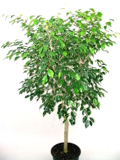 14" Ficus Wintergreen Standard - Click Image to Close