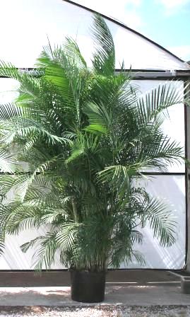 21" Areca Palm