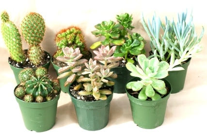 4" Cactus Assortment - Click Image to Close