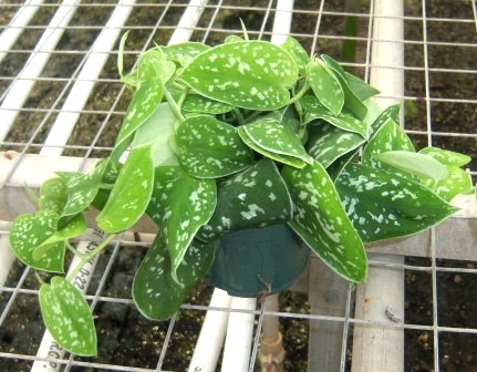 4" Satin Pothos - Click Image to Close