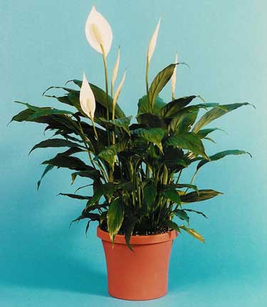 4" Spathiphyllum - Click Image to Close