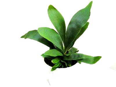 4" Staghorn Fern - Click Image to Close