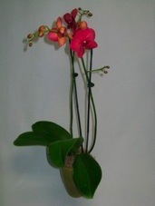 6" Phalaenopsis Orchid - Click Image to Close
