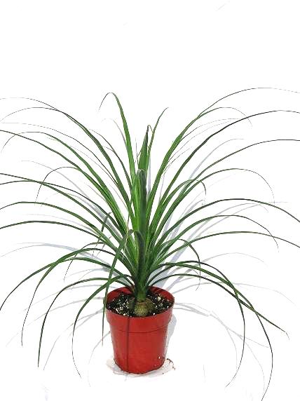 6" Ponytail Palm - Click Image to Close