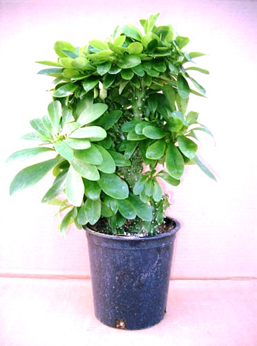 6" Euphorbia Nerifolia Cristata - Click Image to Close