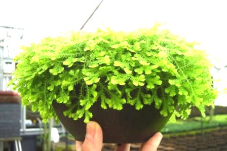gold moss