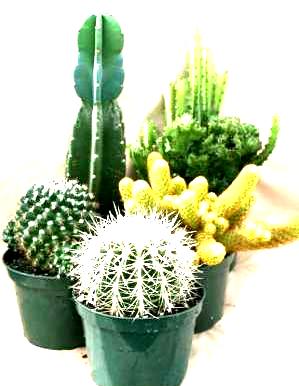 6" Cactus Assortment - Click Image to Close
