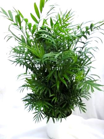 6" Neanthe Bella Palm - Click Image to Close