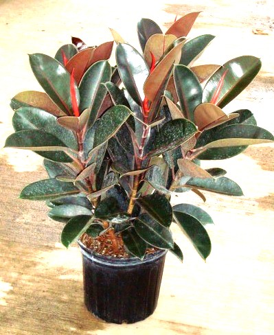 8" Ficus Burgandy