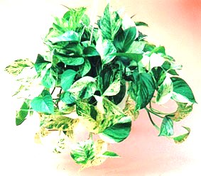 8" Marble Queen - Click Image to Close