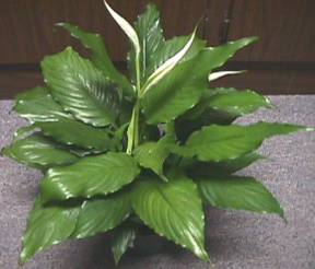 8" Spathiphyllum Bulb Pan - Click Image to Close