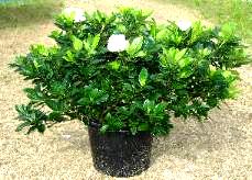 9" Gardenia