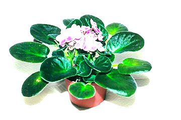 4.5" African Violets - Click Image to Close