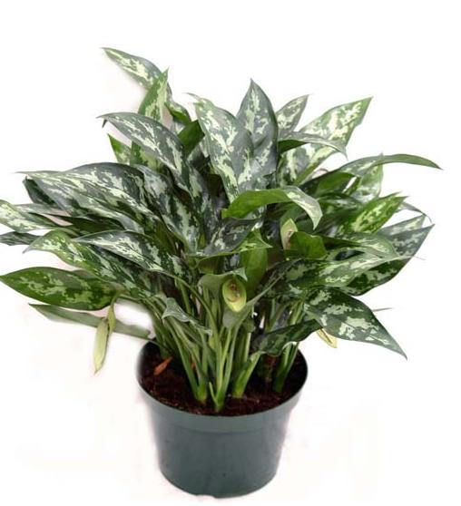 6" Aglaonema Maria - Click Image to Close