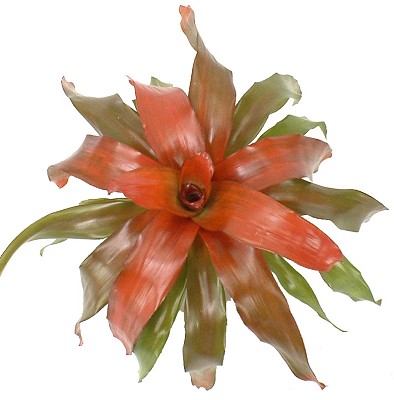 6" Bromeliad Neoregelia