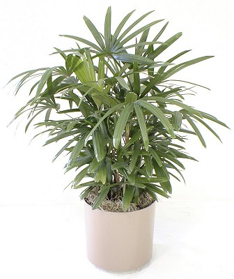 10" Raphis Palm - Click Image to Close