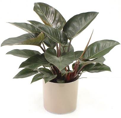 10" Philodendron Congo - Click Image to Close