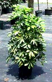 10" Arboricola Bush Varigated