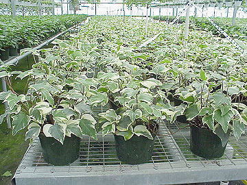 6" Algerian Ivy Varigated