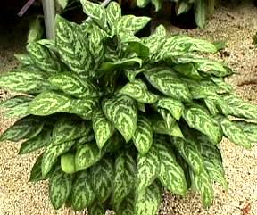 10" Agalonemia Maryann 10" Agalonemia Maryann