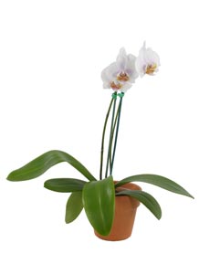 5" Phalanopsis Orchid - Click Image to Close