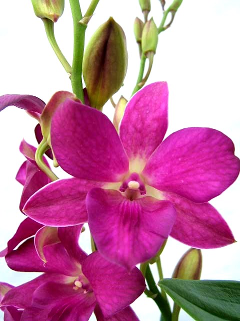 4" Dendrobium Orchid - Click Image to Close