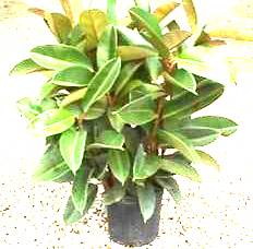 6" Ficus Robusta - Click Image to Close