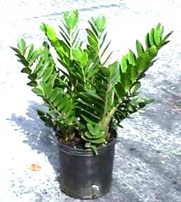 10" Z Z Plant - Click Image to Close